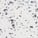 Terrazzo Blanc Tech 14 mm Pleine masse
